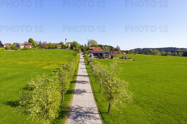 Pear tree avenue and village Berg near Eurasburg, drone picture