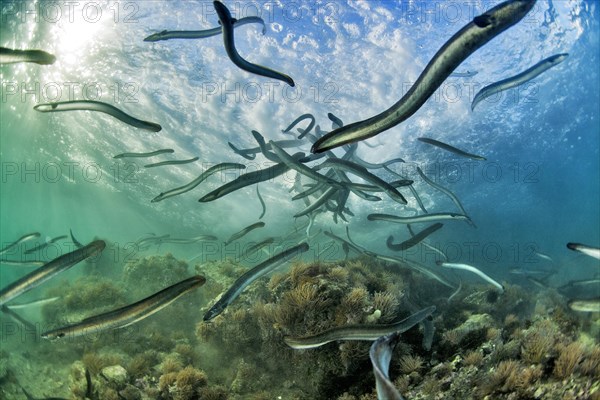 European eels