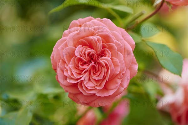 Hybrid Tea Rose 'Fragrant Cloud' blooming in a garden