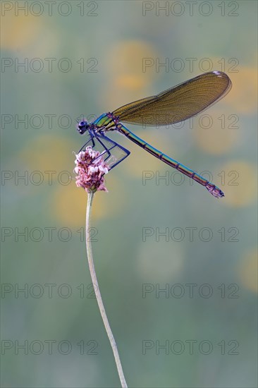 Beautiful demoiselle