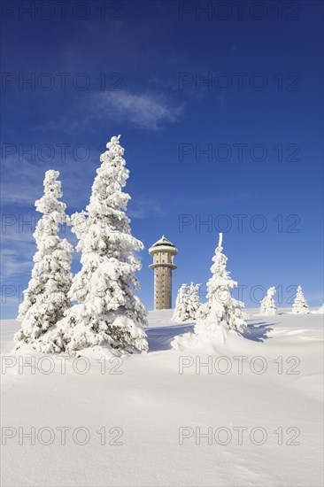 Snow-covered fir trees with Feldberg tower