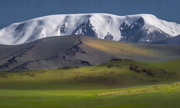 Flocks of sheep in front of the snow-covered mountain Tsambagarav Khairkhan