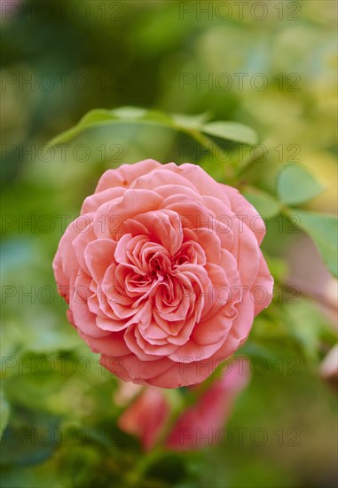 Hybrid Tea Rose 'Fragrant Cloud' blooming in a garden