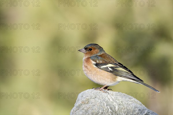 Common chaffinch - Photo12-imageBROKER-Adelheid Nothegger