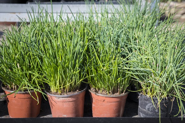 Fresh chives in flower pots