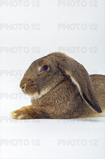 Stable hare