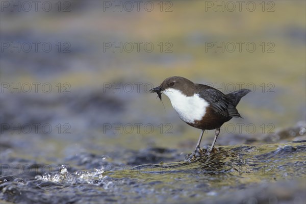 White-breasted dipper