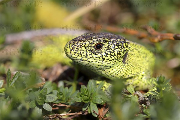 Sand lizard