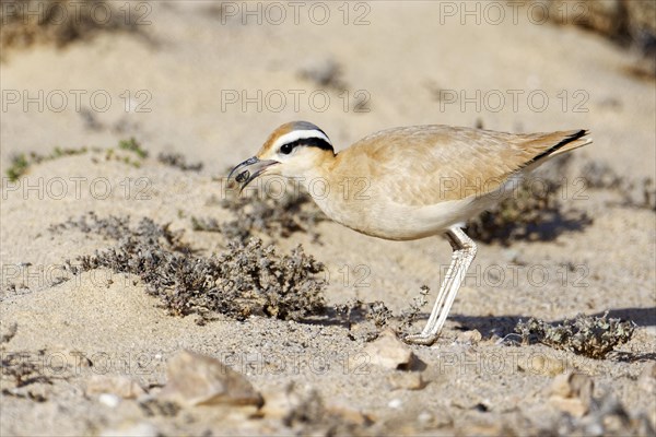 Racing bird