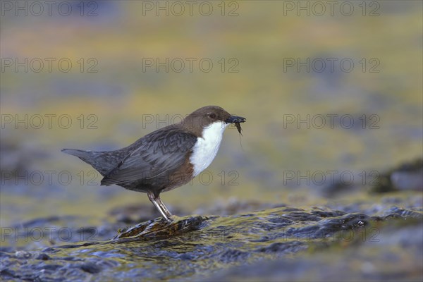 White-breasted dipper