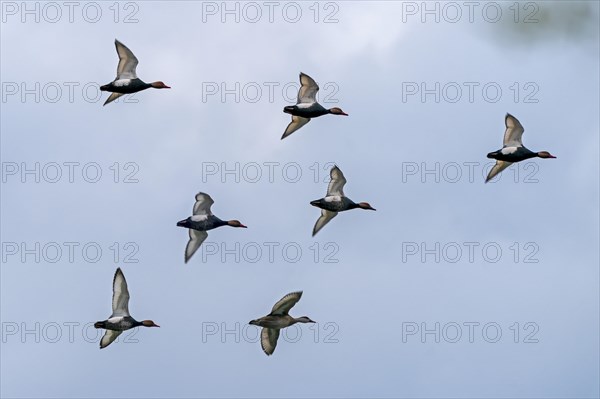 Mallards