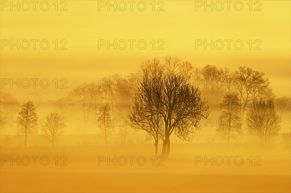 Meadows and trees in early fog