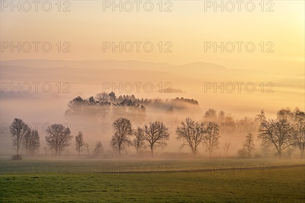 Meadows and trees in early fog