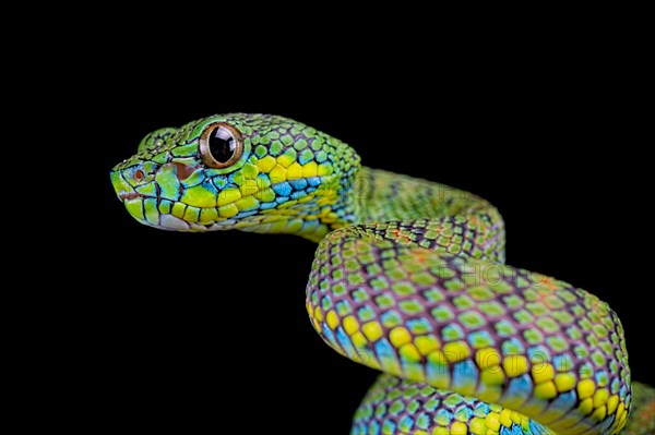 Palawan pit viper