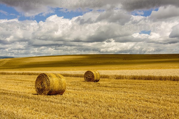 Bales of straw in harvested fields