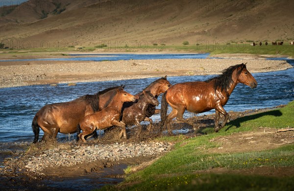 Flock of horses crossing the Tes river