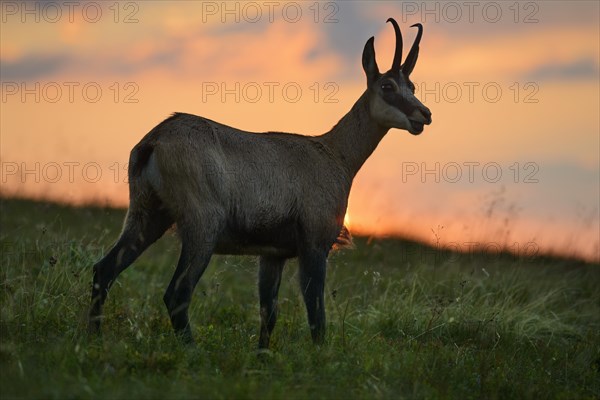 Chamois