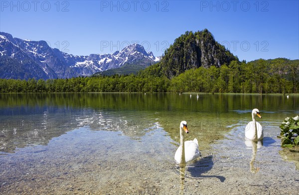 Mute swans