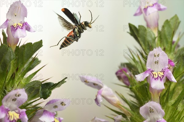 Malachite beetle