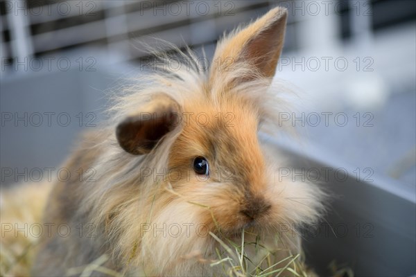 Lion head rabbit