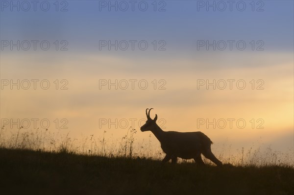 Chamois