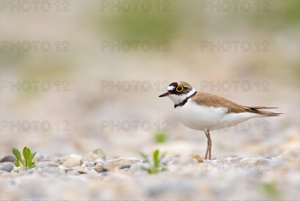 Little ringed plover