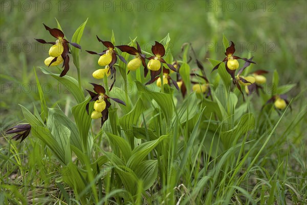 Group Yellow lady's slipper orchid