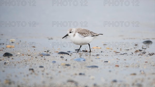 Sanderling