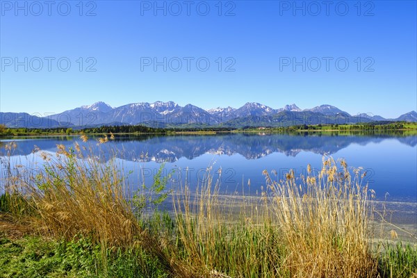 Reeds on the lake shore