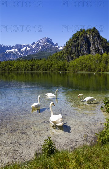 Mute swans