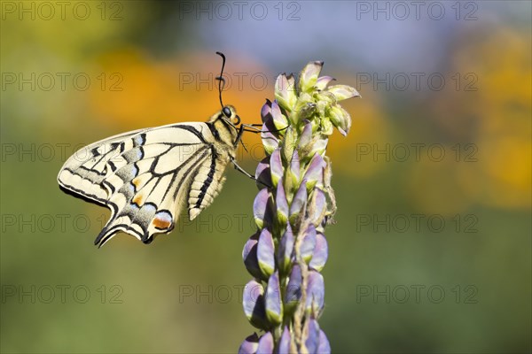 Swallowtail