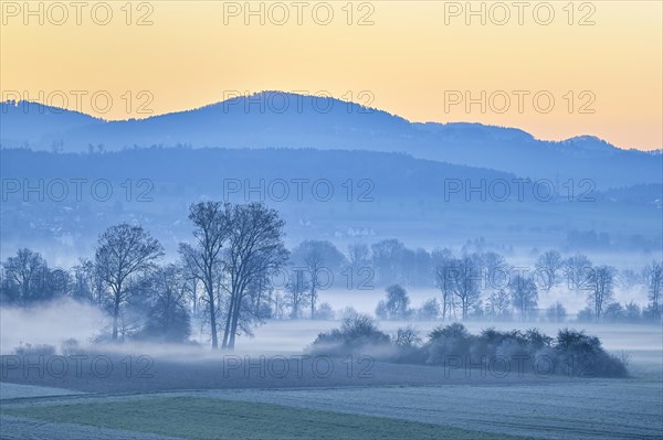 Meadows and trees in early fog