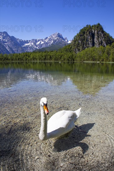 Mute swan