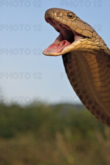 King Cobra