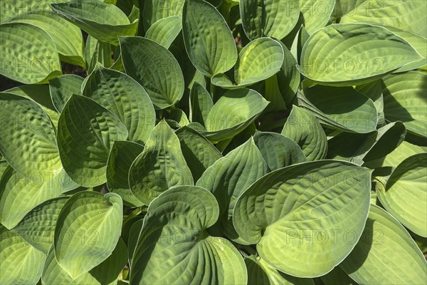 Green leaves of a hosta
