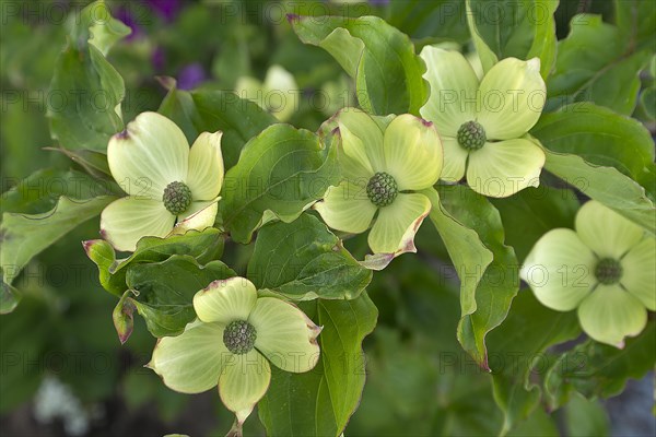 Kousa dogwood