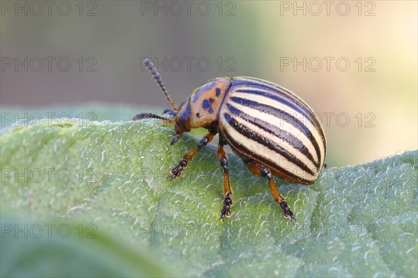 Colorado potato beetle