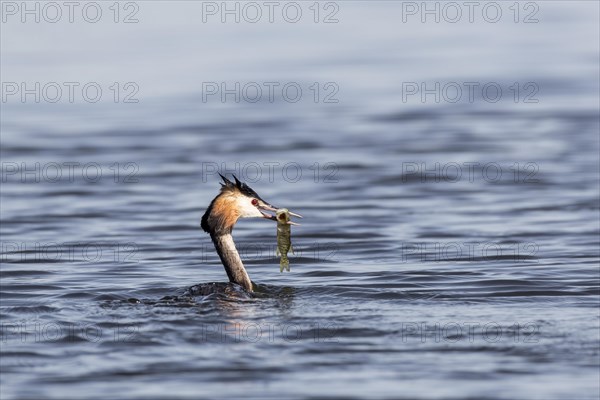 Great crested grebe