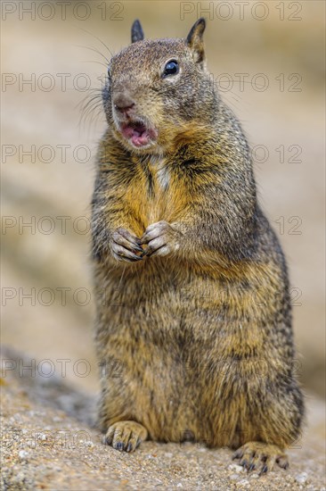 California Ground Squirrel