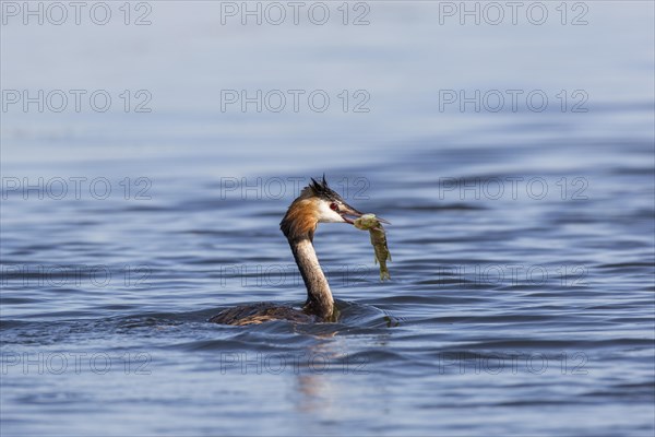 Great crested grebe