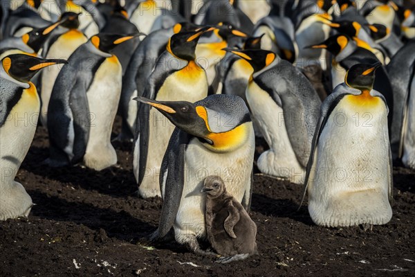 King penguin