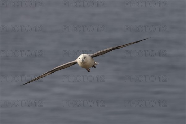 Flying Fulmaris glacialis