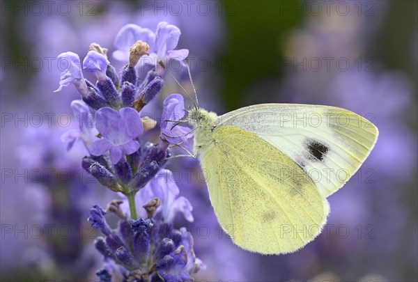 Small white