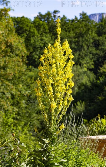 Great mullein