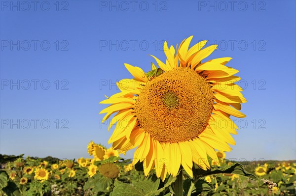 Sunflowerfeld