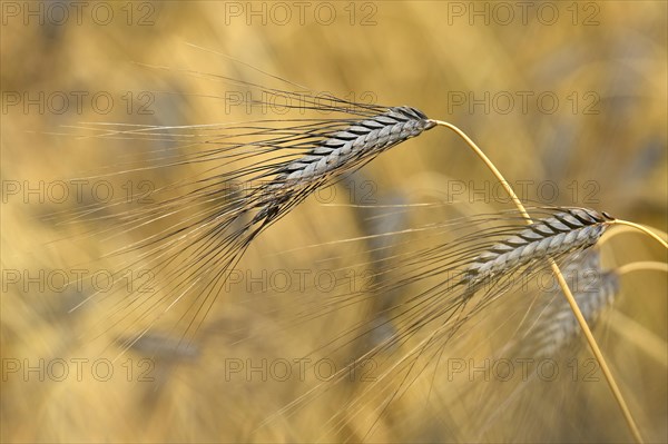 Black wheat ear Emmer Wheat