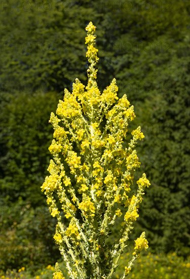 Great mullein