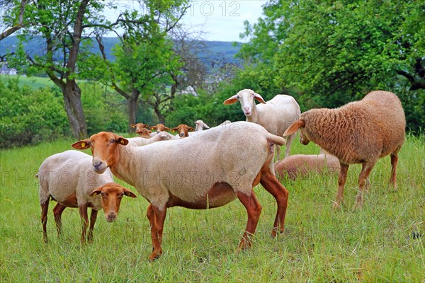 Sheep grazing on a meadow orchard
