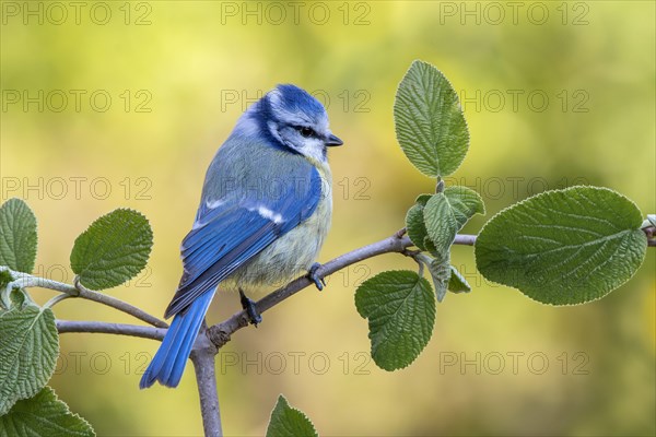 Blue tit (Parus caeruleus)