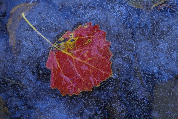 Leaf of a (Populus tremula) on the ice of a lake in autumn